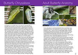 Southern Ontario Butterflies pages 20-21