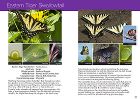 Southern Ontario Butterflies pages 24-25