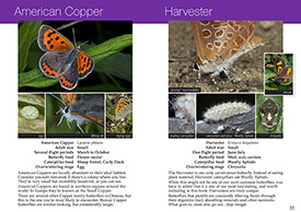 Southern Ontario Butterflies pages 32-33