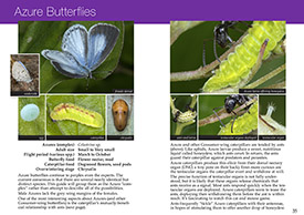 Southern Ontario Butterflies pages 34-35