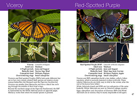 Southern Ontario Butterflies pages 46-47