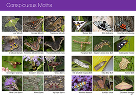 Southern Ontario Butterflies pages 66-67