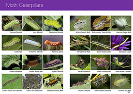 Southern Ontario Butterflies pages 68-69