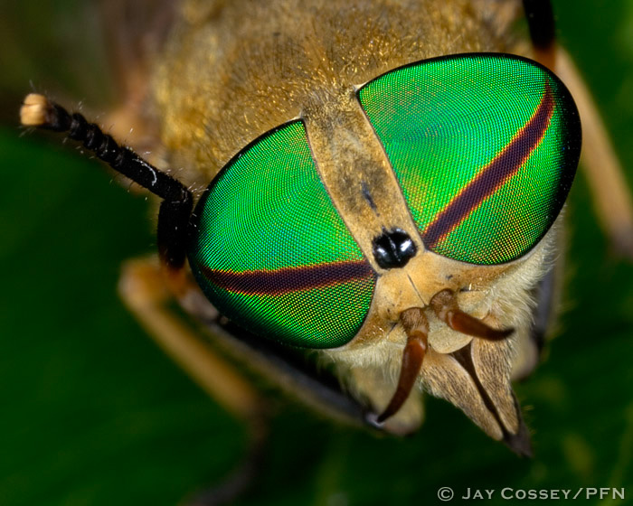 Green-headed Horse Fly