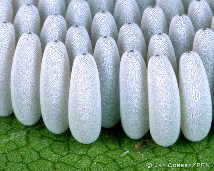 Drone Fly Eggs