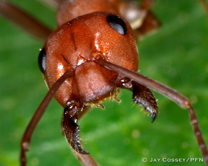Unidentified Ant