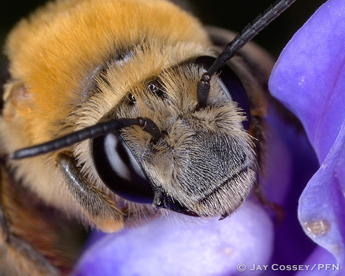 Squash Bee