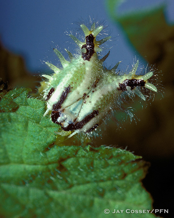 Tawny Emperor Butterfly Caterpillar