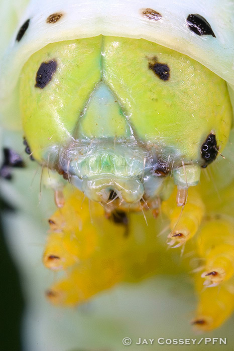 Promethea Moth Caterpillar