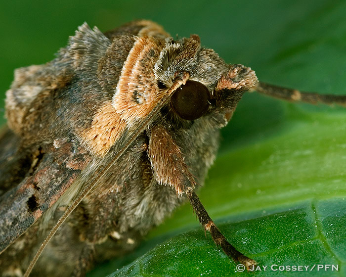 Unidentified Owlet Moth