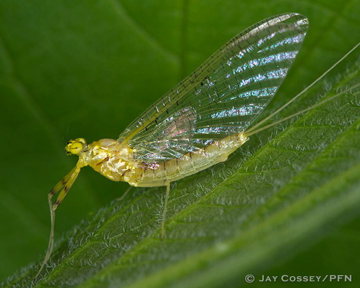 Mayflies Stoneflies Caddisflies - EPTs