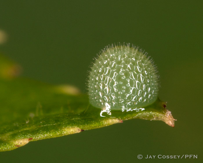 Red Spotted Purple Egg
