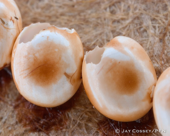 Promethea Moth Egg Shells