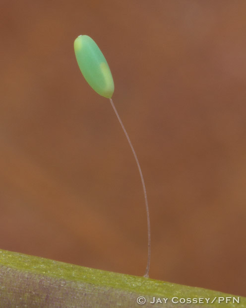Green Lacewing Egg