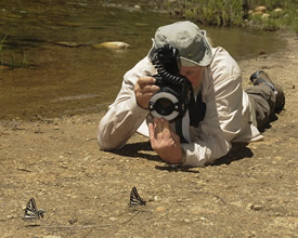 Jay photographing Pale Tiger Swallowtails in Yosemite (© Kristen D’Angelo)